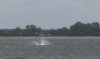 Sailfish spotted off Quindalup 6 March 2011 by Six Fish Dunsborough